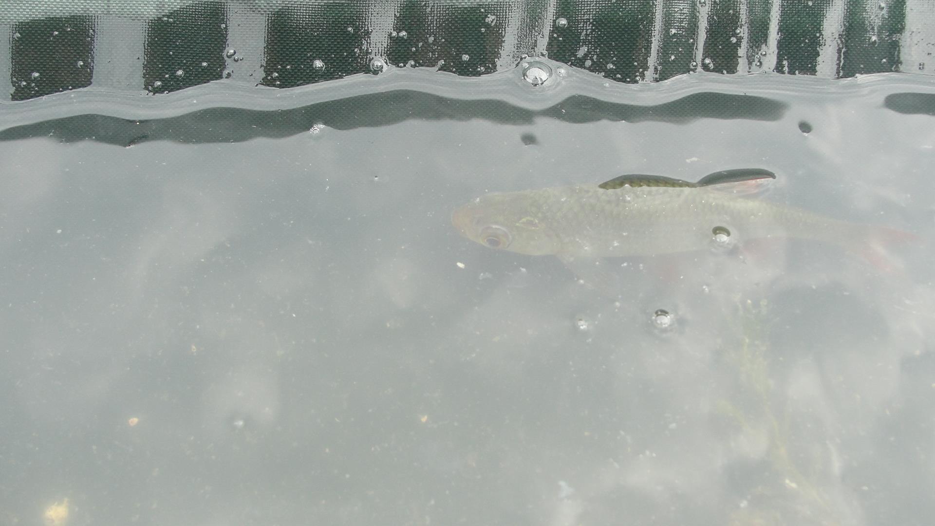 Balta LAZAR Alexandria  15 - 16 aug. - micul acvariu